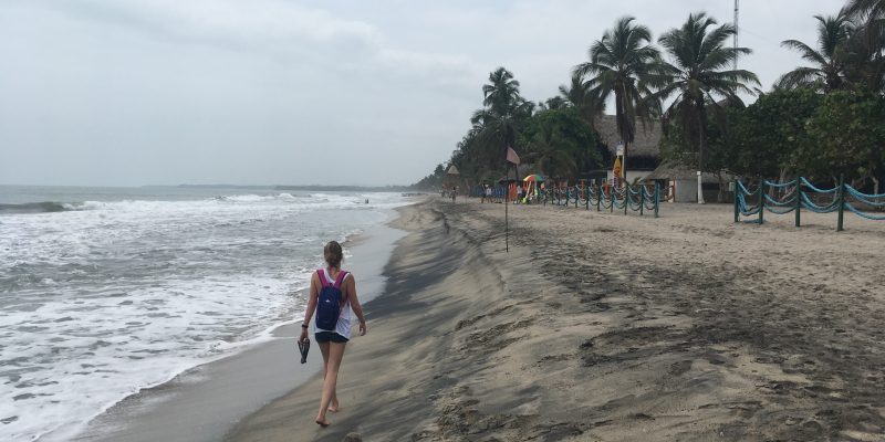 Palomino // Colombia