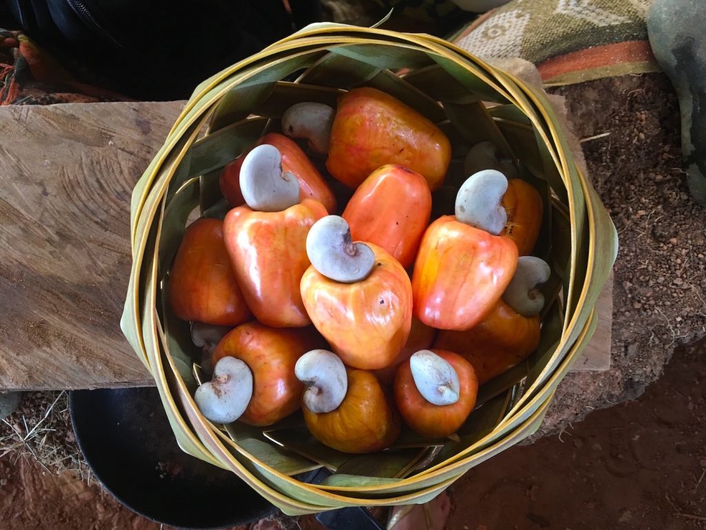 Palo-Seco-Cashew-fruit